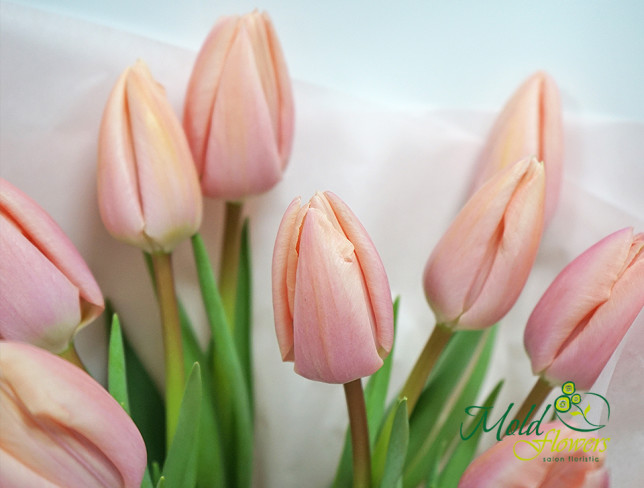 Букет из пудровых тюльпанов Фото